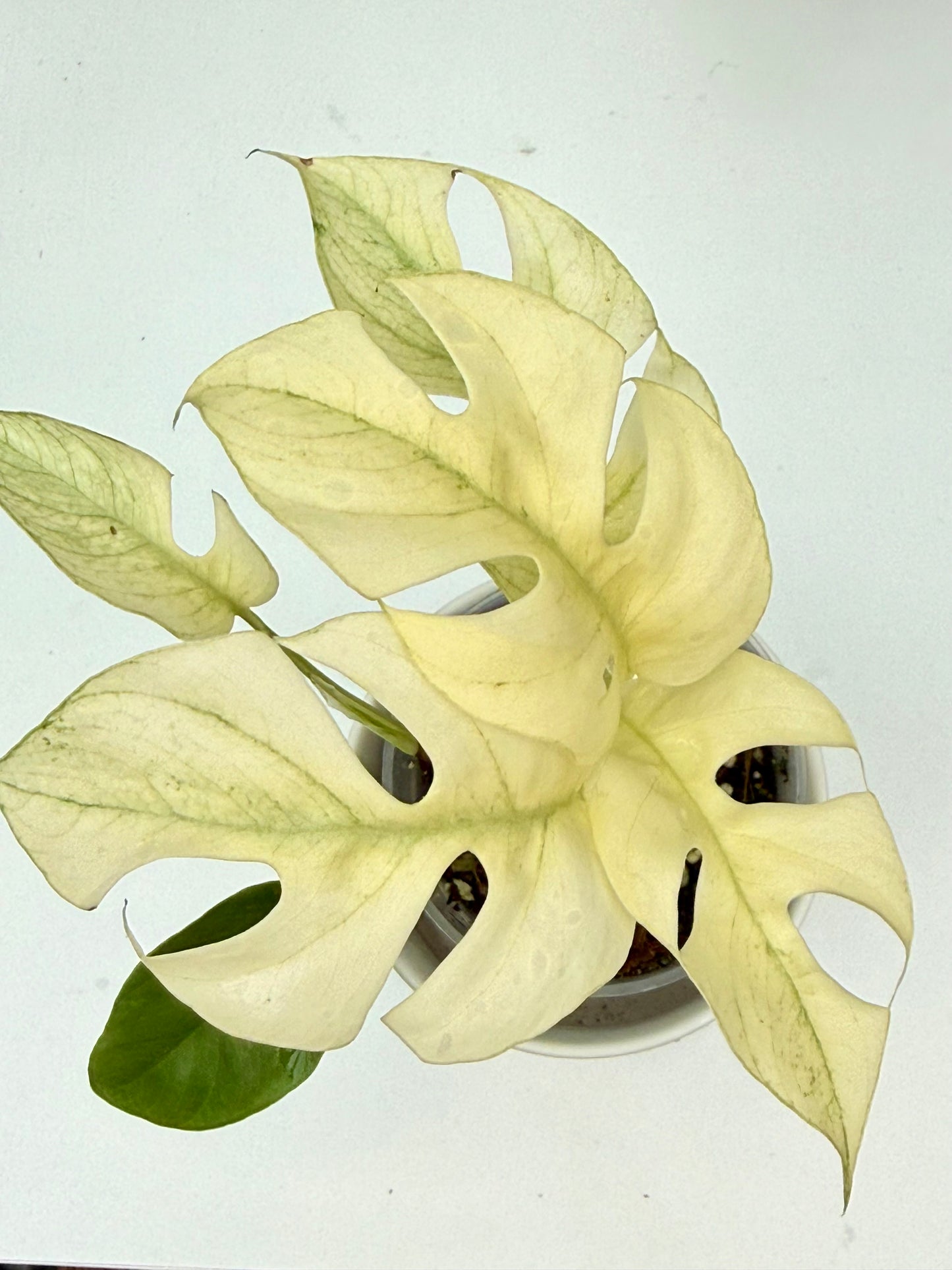 Rhaphidophora Tetrasperma White Monster