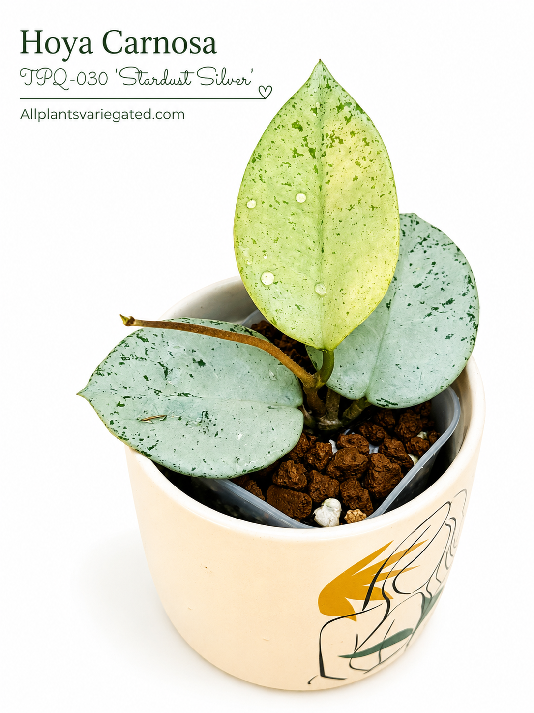 Hoya Carnosa TPQ-030 ‘Stardust Silver’ | Rare Hoya Unrooted Cutting | Rare Rooted Hoya