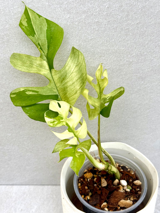 Rhaphidophora Tetrasperma Variegated