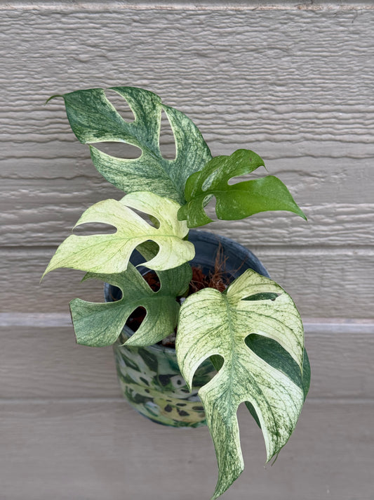 Rhaphidophora Tetrasperma White Monster