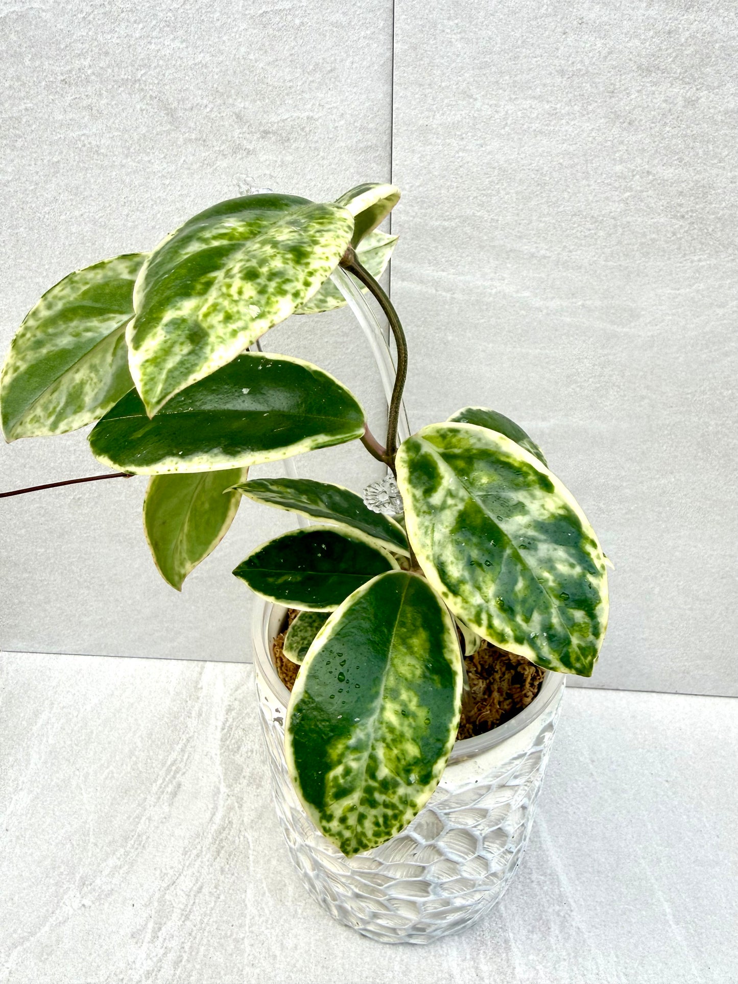 Hoya Madara Snow Angel unrooted cutting (1 node, 2 leaves - grower’s choice)