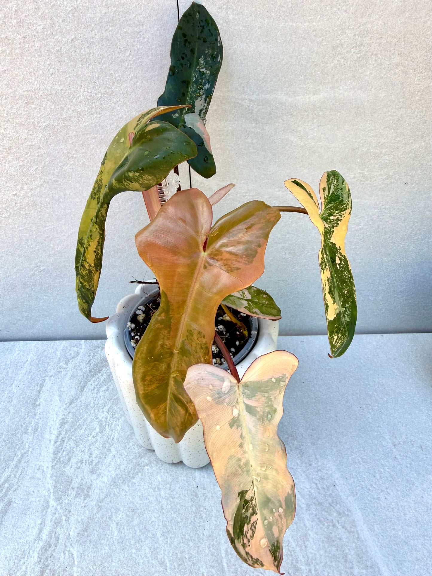 Philodendron Brown Beauty (Black Billietiae x Florida Beauty)