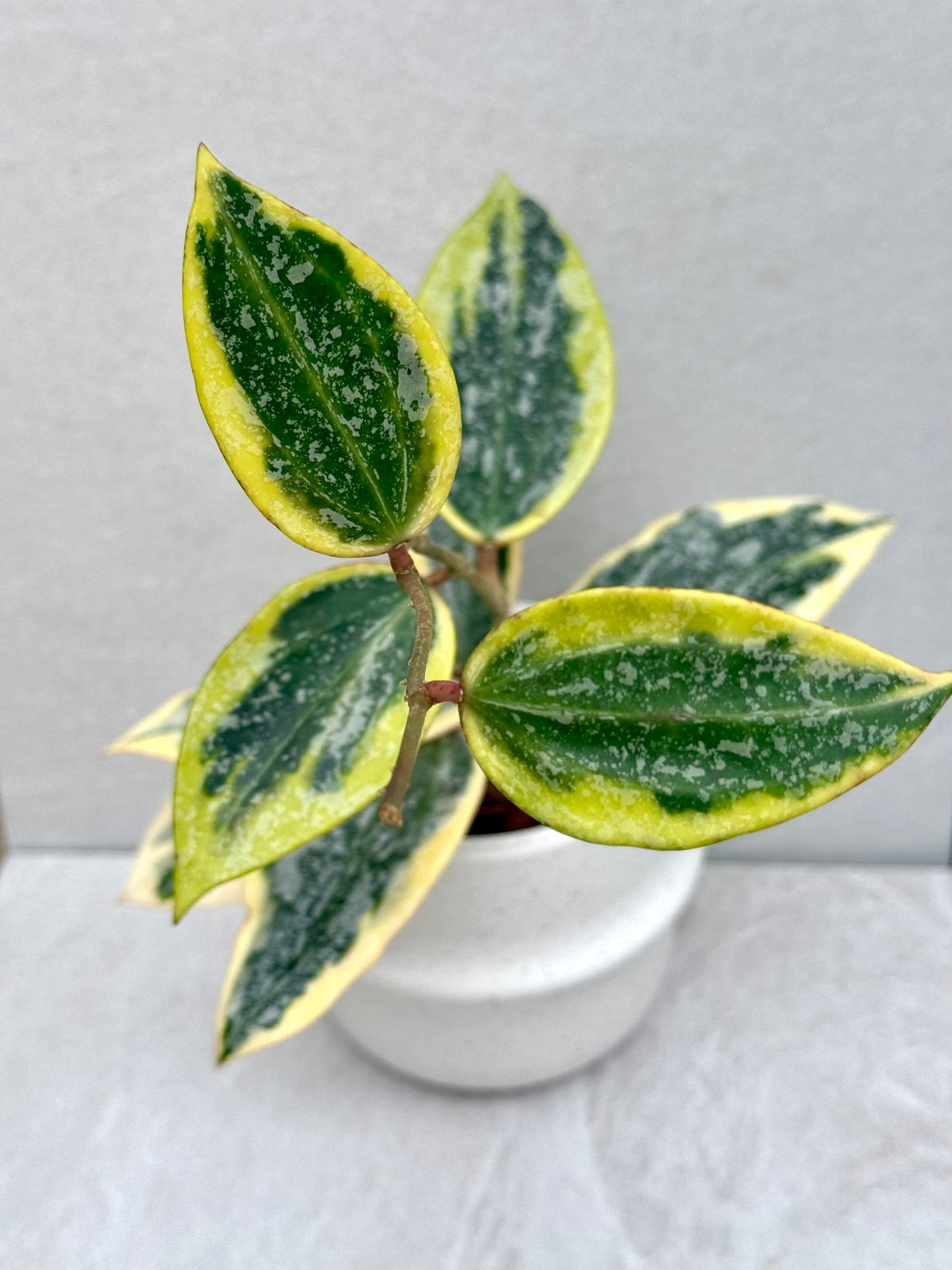 Hoya Rangsan Albo unrooted cutting - Grower’s choice