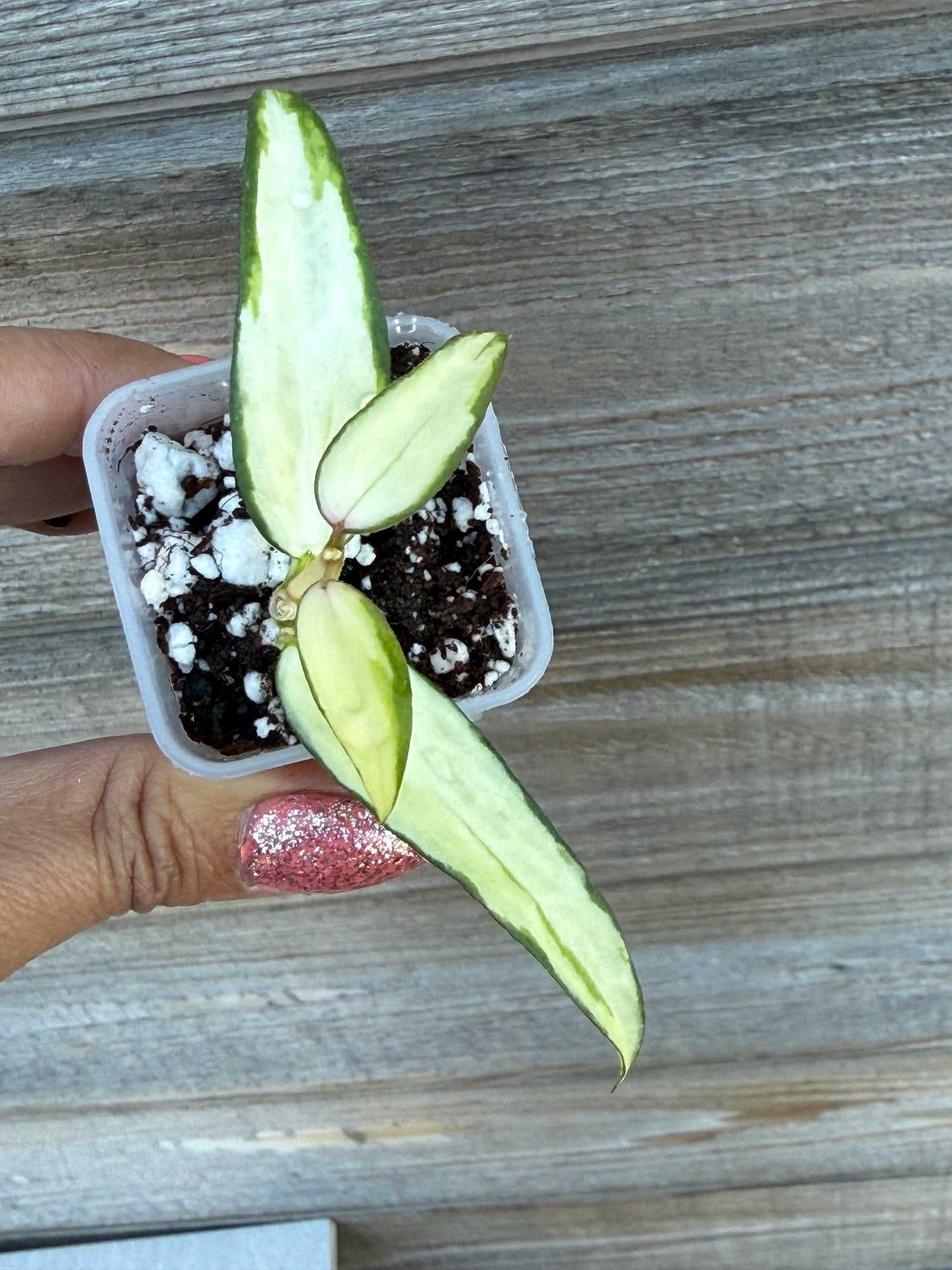 RARE Hoya Burmanica Variegated