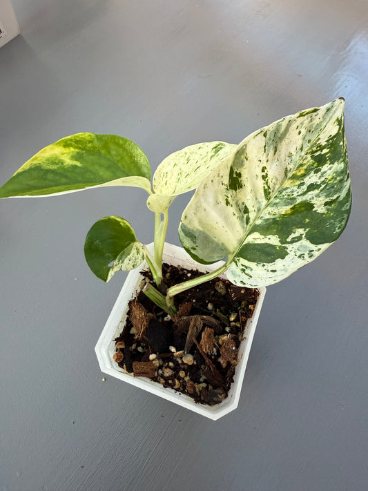 Rare White Sport Golden AKA "Scrambled Egg Epipremnum Aureum"
