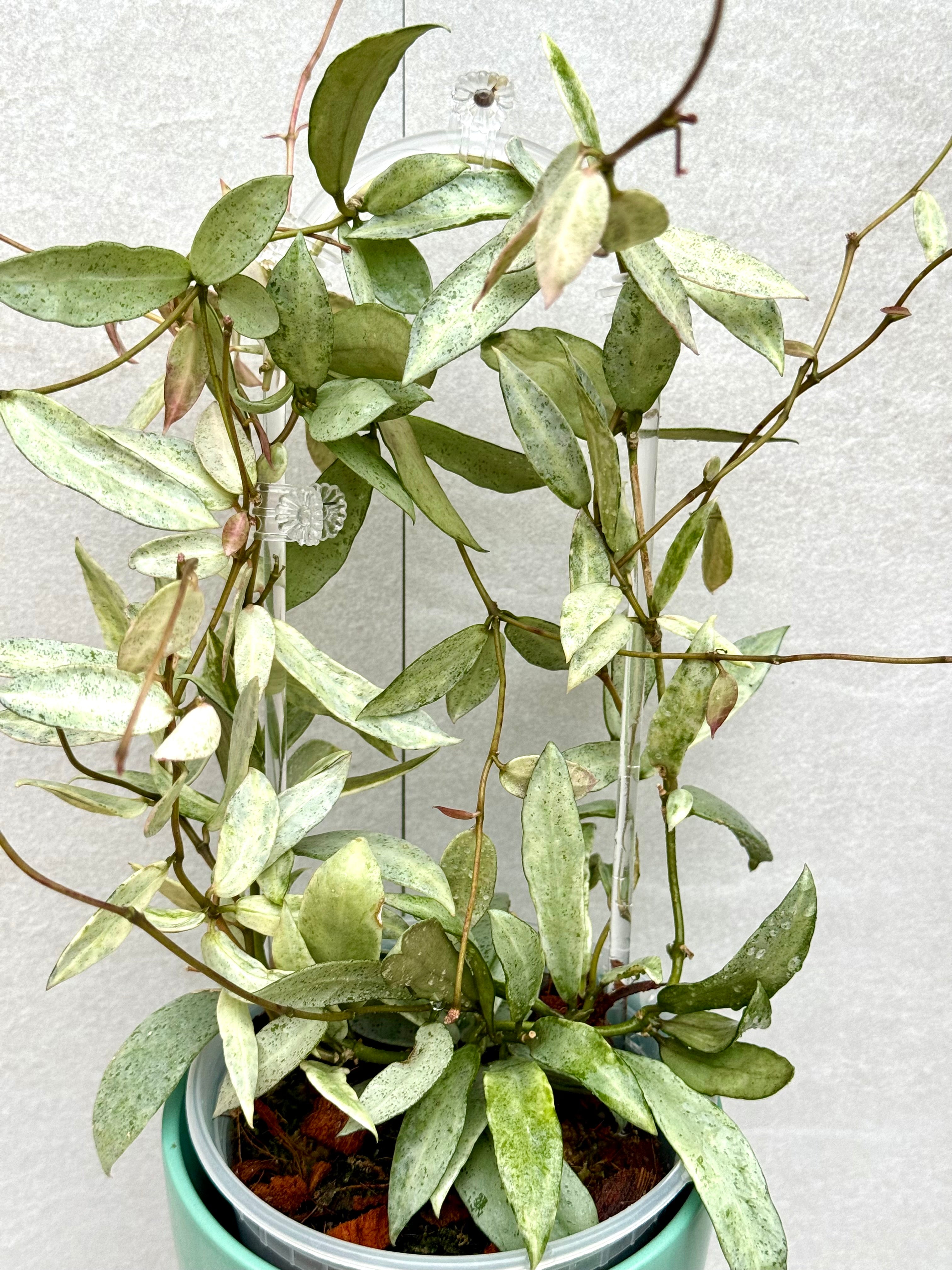 Hoya Winter Pandora | Rare Variegated Hoya Cutting – All Plants
