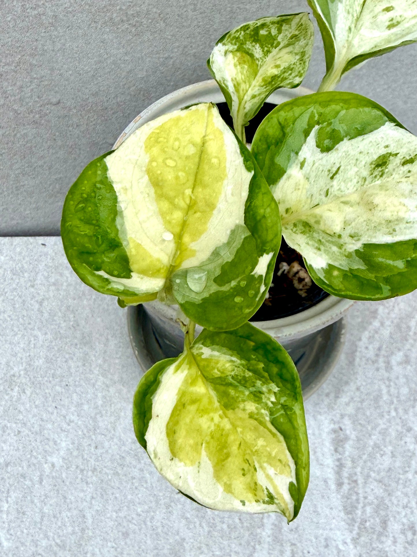 Japanese Global Pothos
