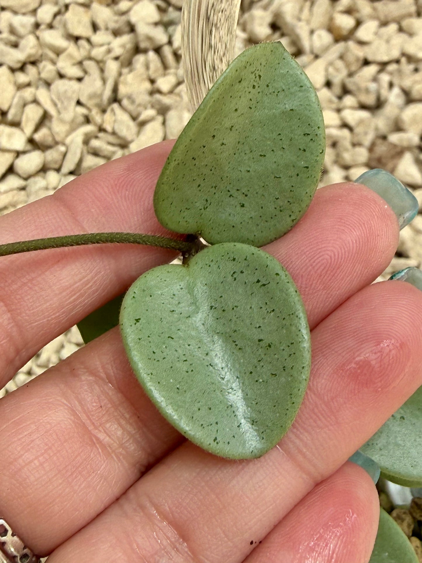 Hoya Grey Fairy unrooted cutting (1 node, 2 leaves - grower’s choice)