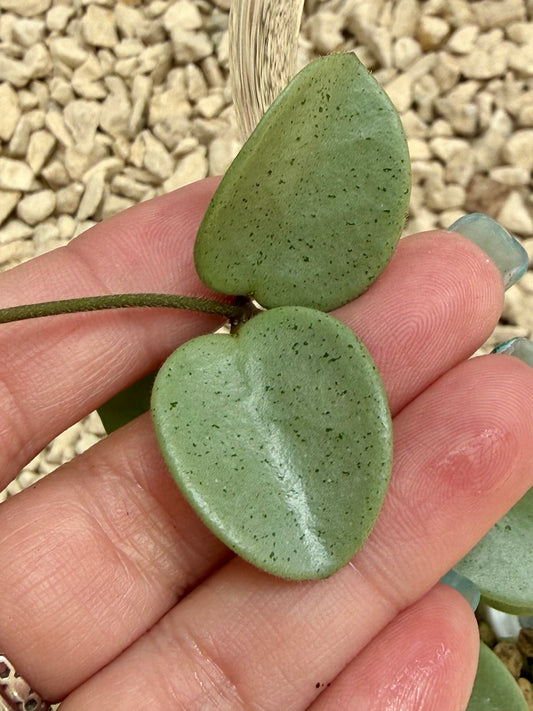 Hoya Grey Fairy unrooted cutting (1 node, 2 leaves - grower’s choice)