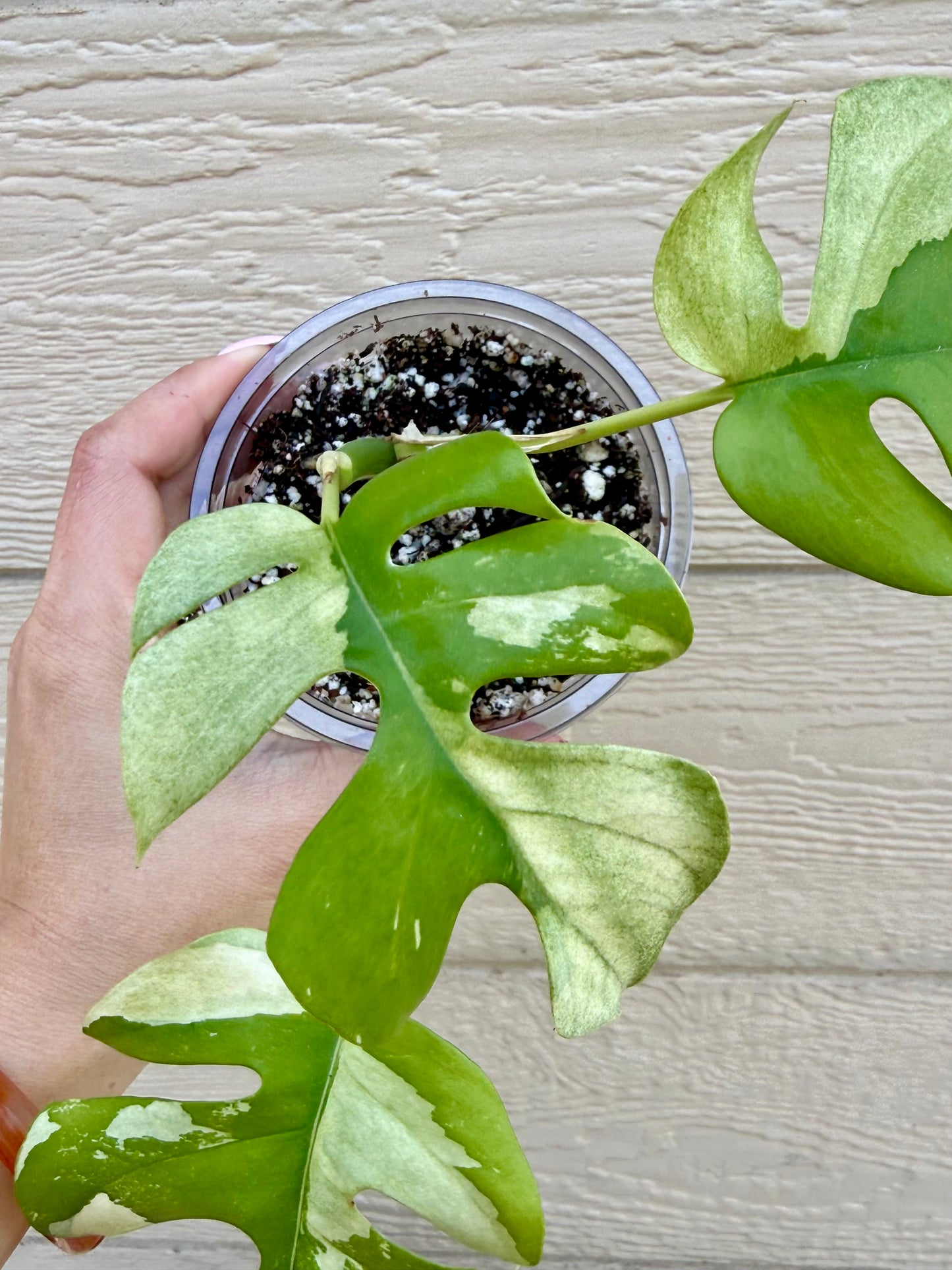Rhaphidophora Tetrasperma Variegated