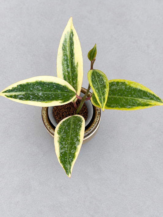 Hoya Rangsan Albo Splash – Rare Variegated Hoya Exact Rooted Plant