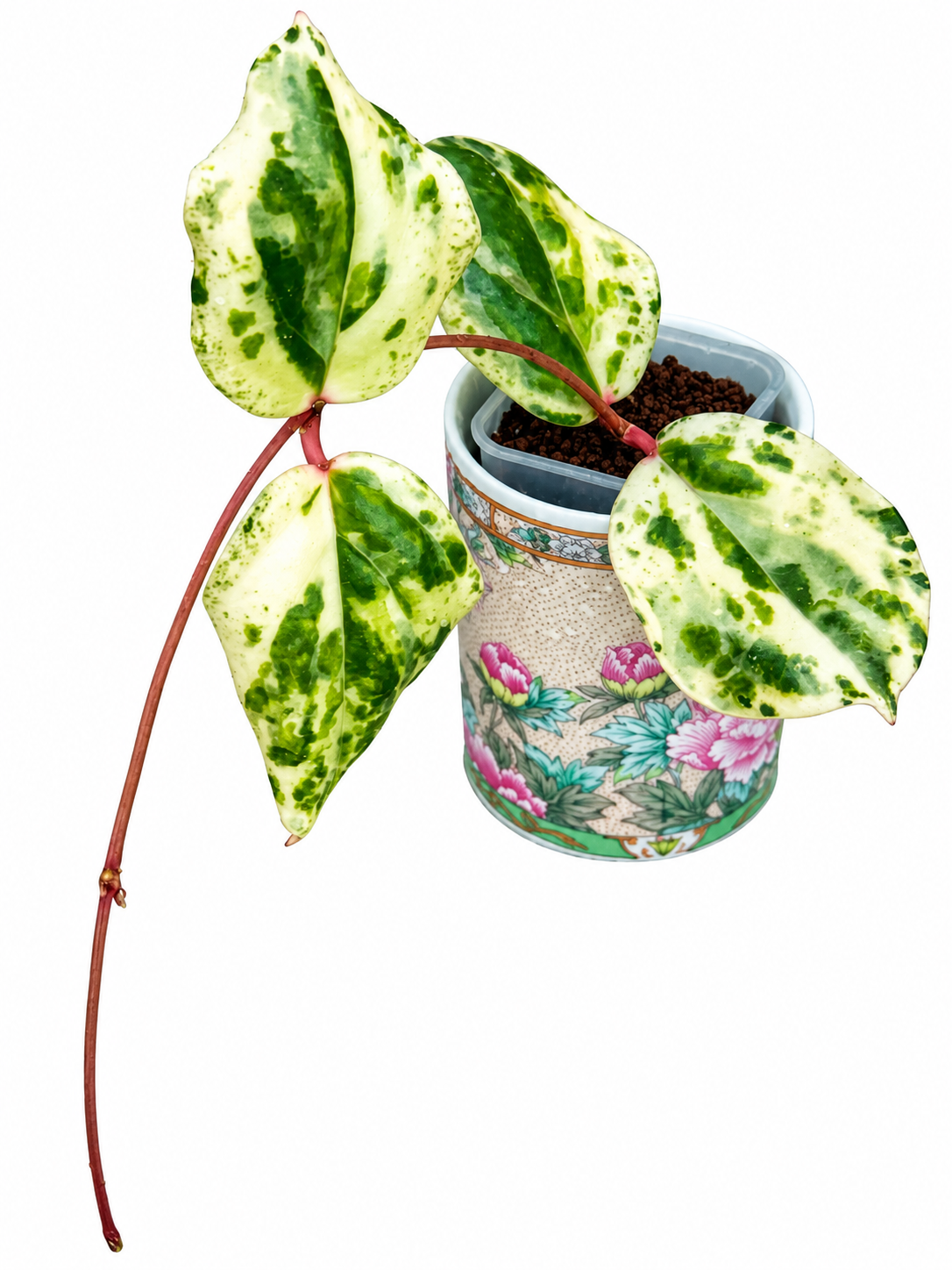 Hoya ‘Swiffer’s Mirage’ Variegated – Rare Hoya Exact Rooted Plant