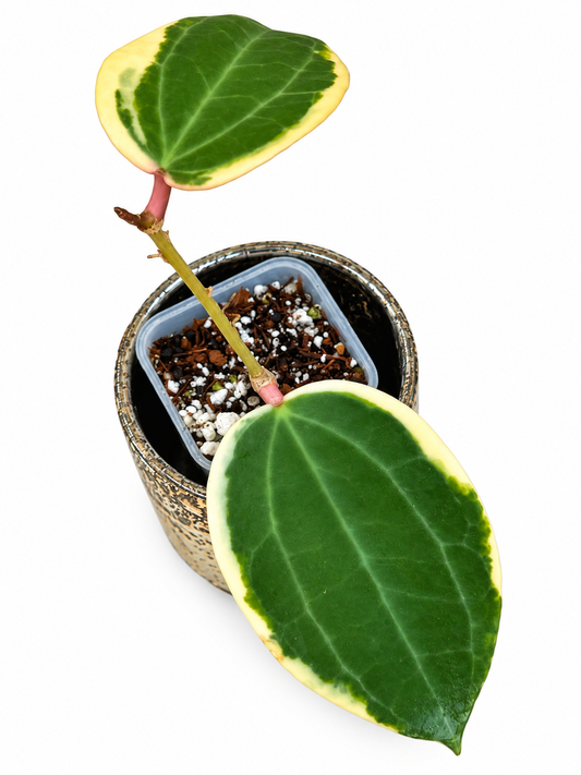 Hoya Latifolia Albo Round Form Variegated