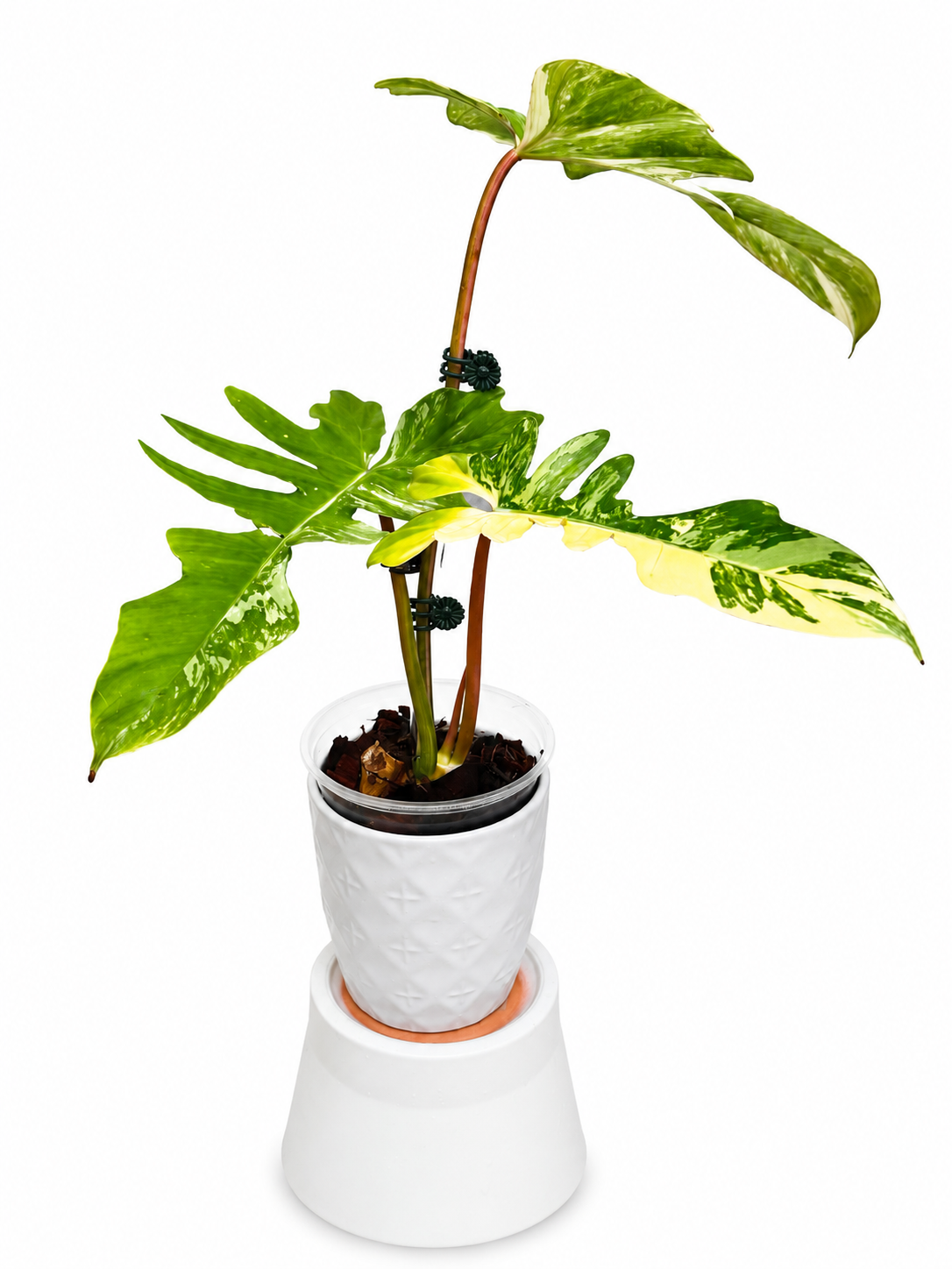 Philodendron Flobe x Mayoi Variegated