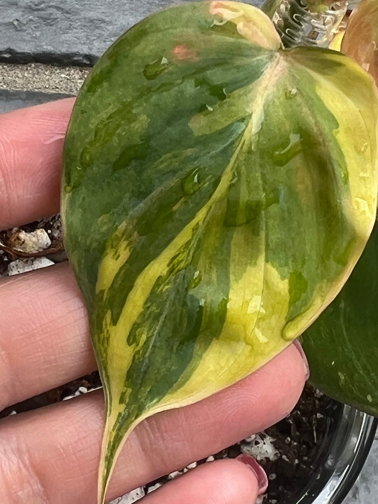 Philodendron Variegated Micans