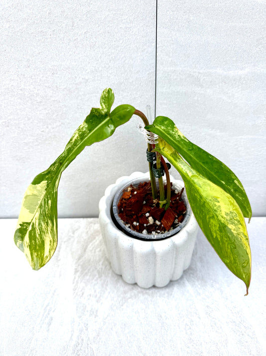 Philodendron Joepii Variegated