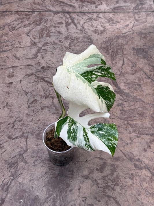 Monstera Albo High Variegation