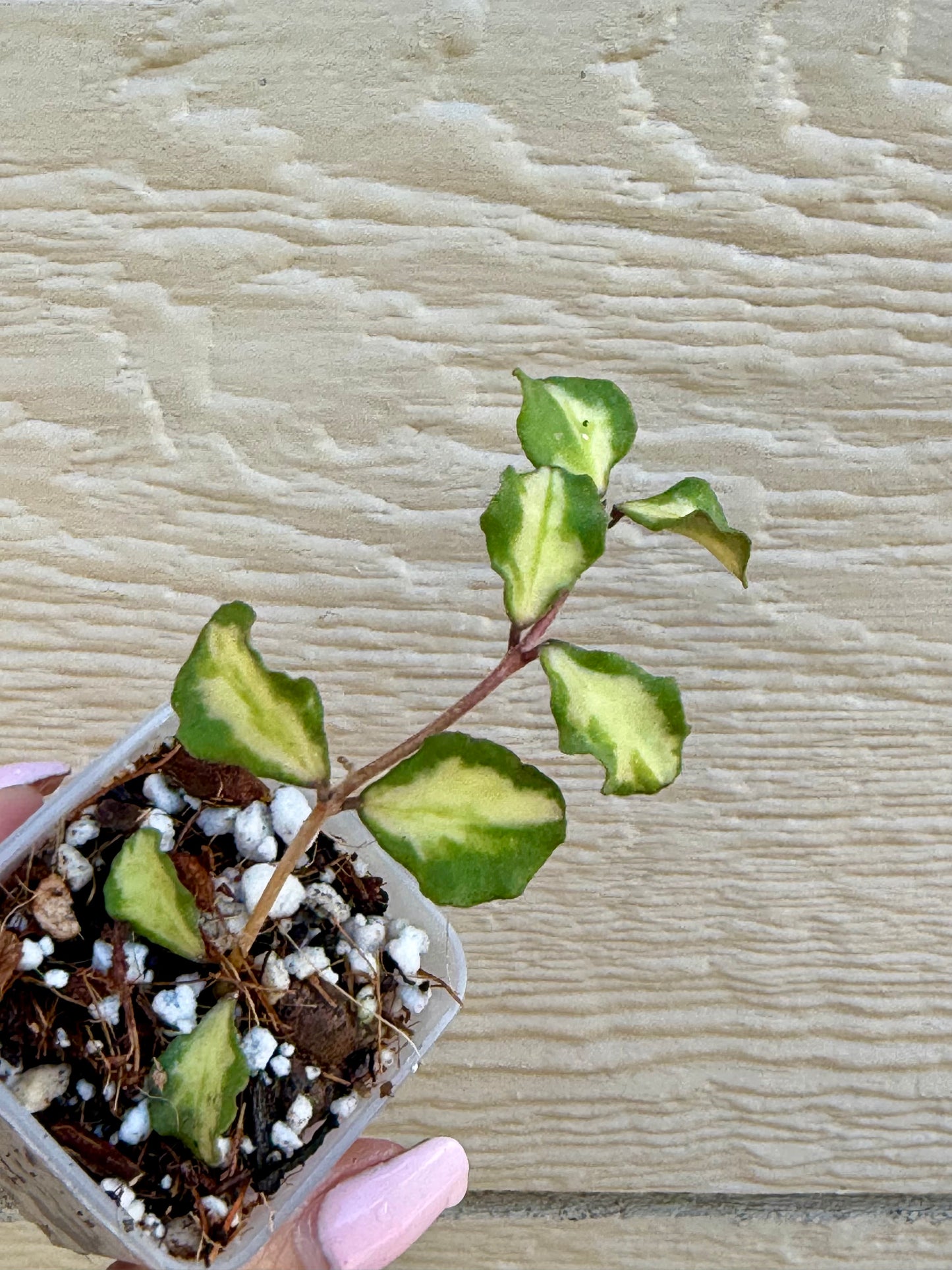Hoya Kanyakumarian Variegated