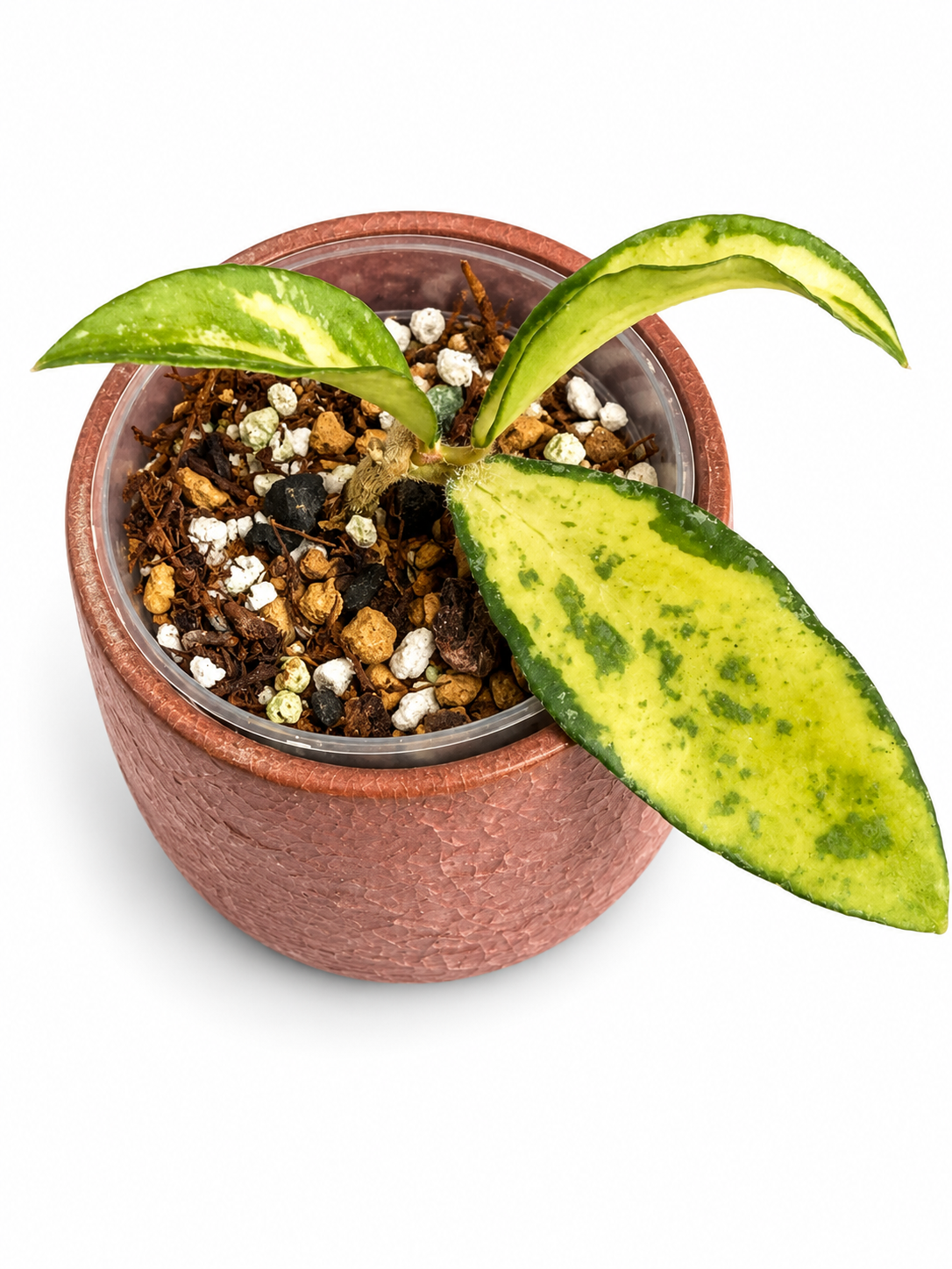RARE Hoya Phuwuaensis Variegated