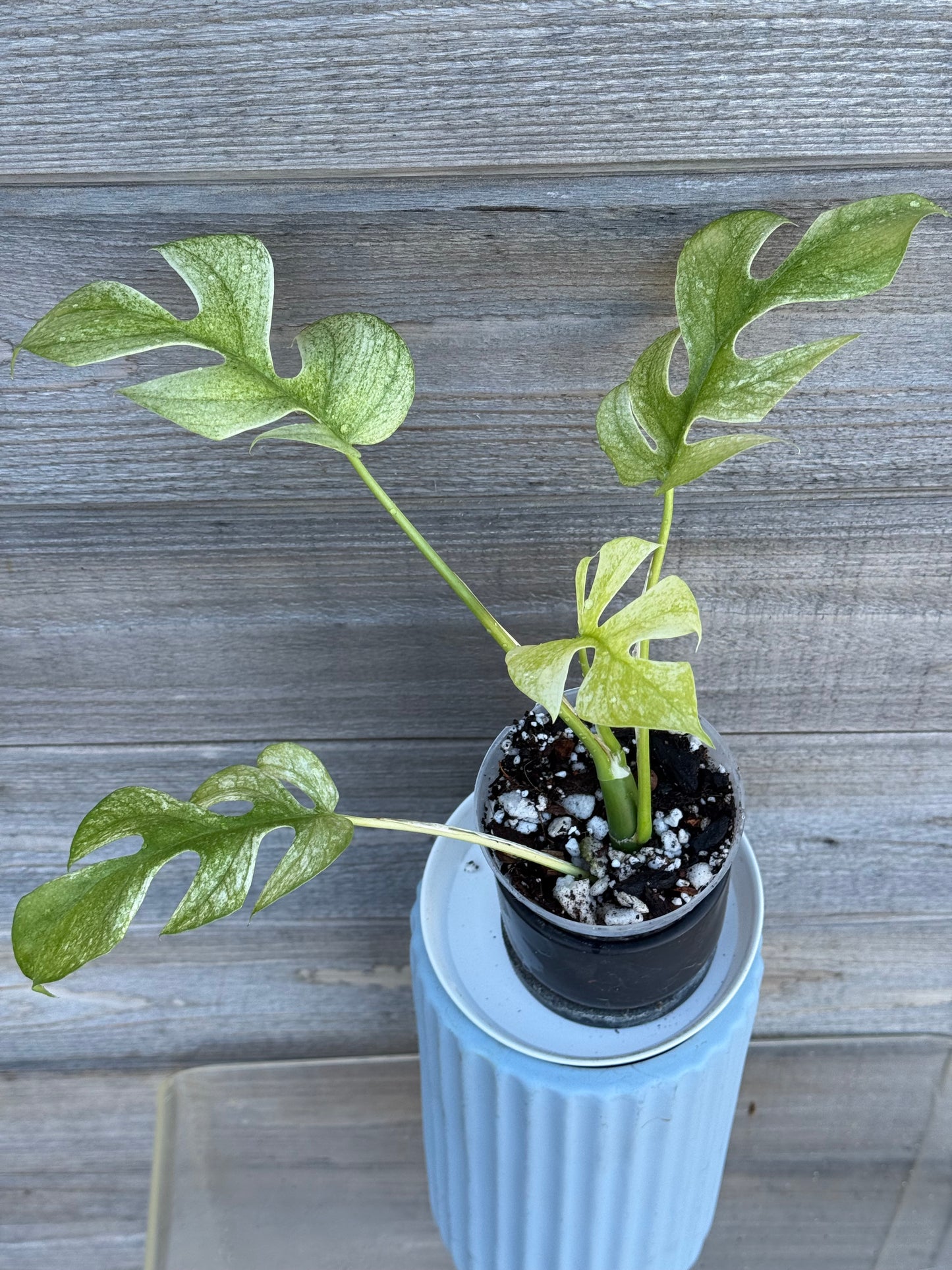 Rhaphidophora Tetrasperma White Monster
