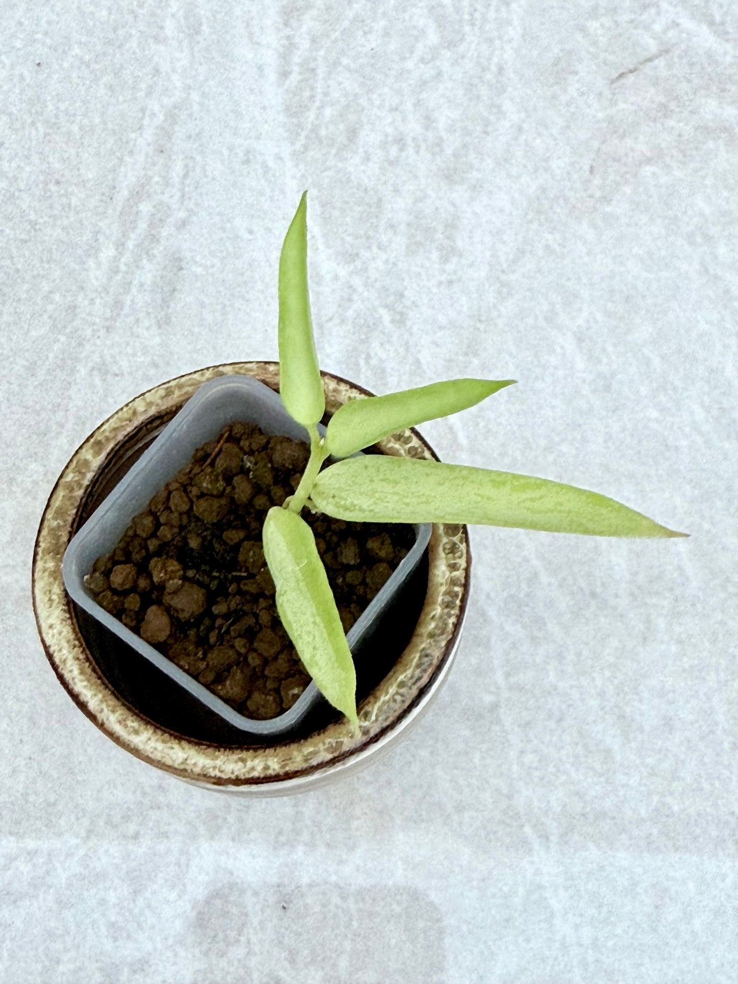 Hoya Burmanica Silver