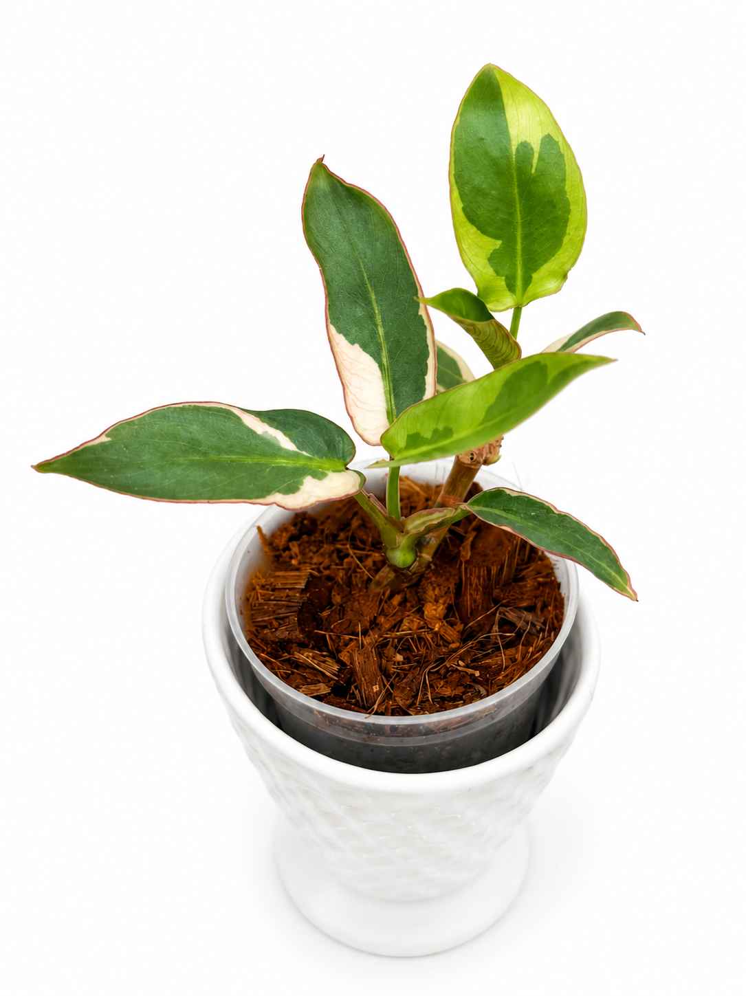 Philodendron Atabapoense Variegated