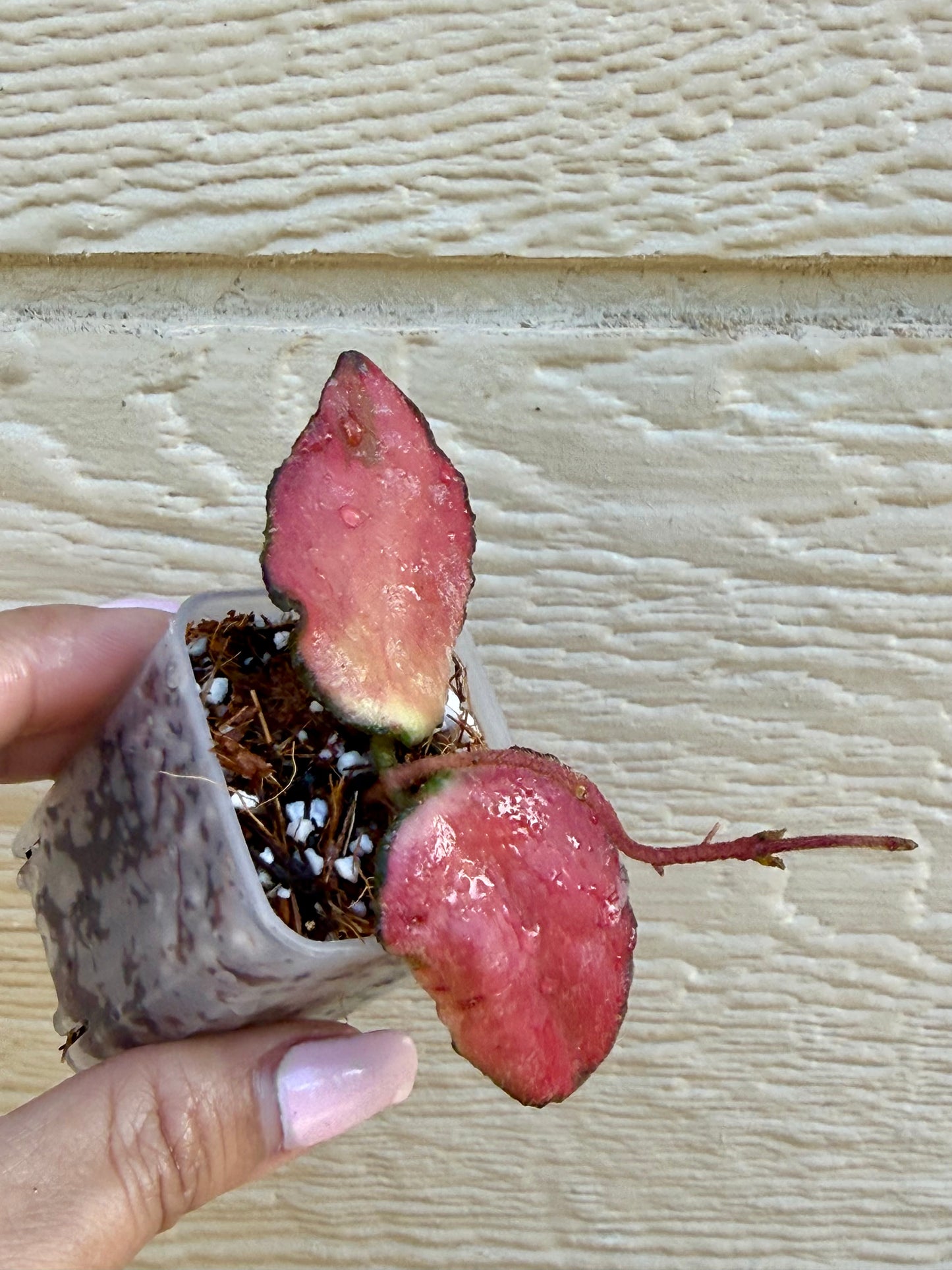 Hoya Caudata Variegated