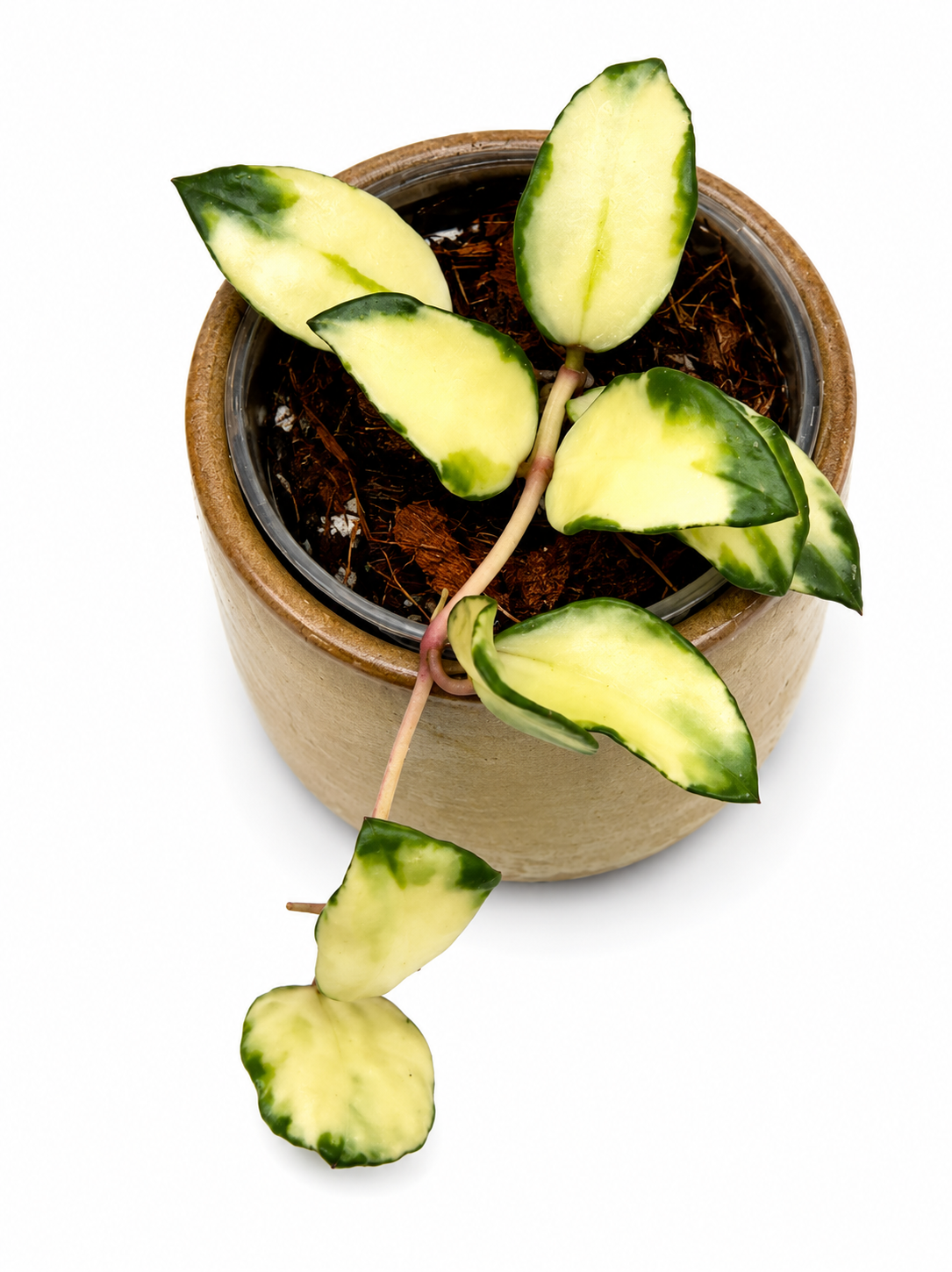 Hoya Lacunosa Minara Variegated