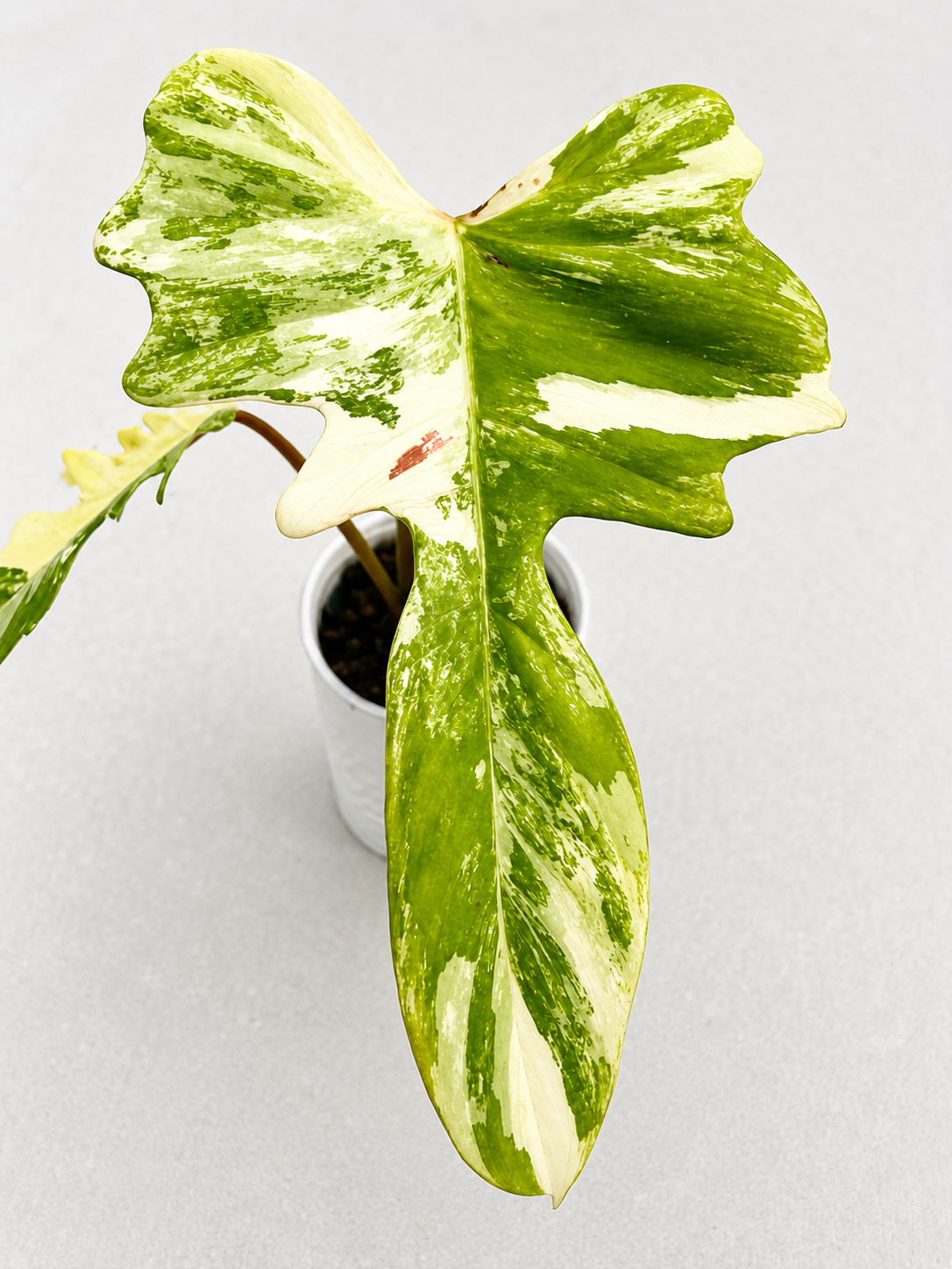 Philodendron Flobe x Mayoi Variegated