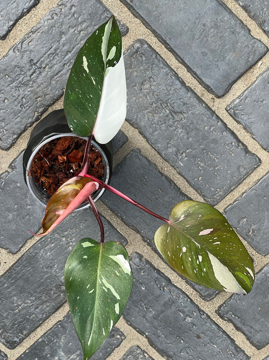 Philodendron Red Anderson