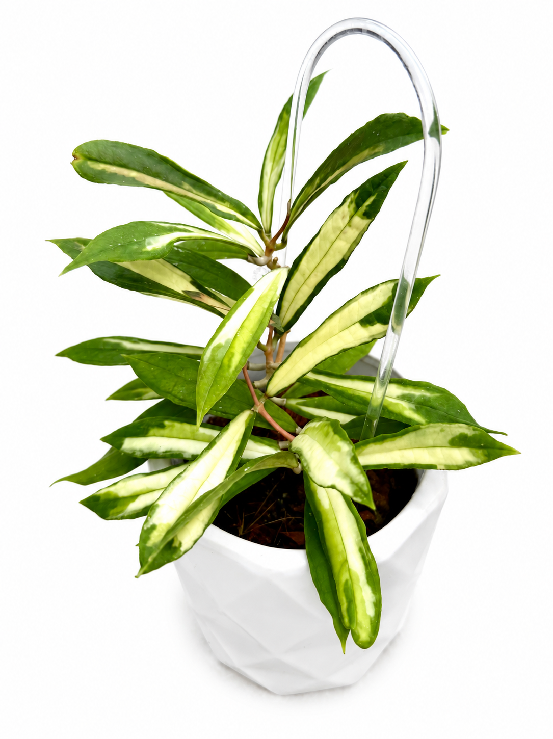 Hoya Rigidifolia Variegated | Rare Variegated Hoya Cutting