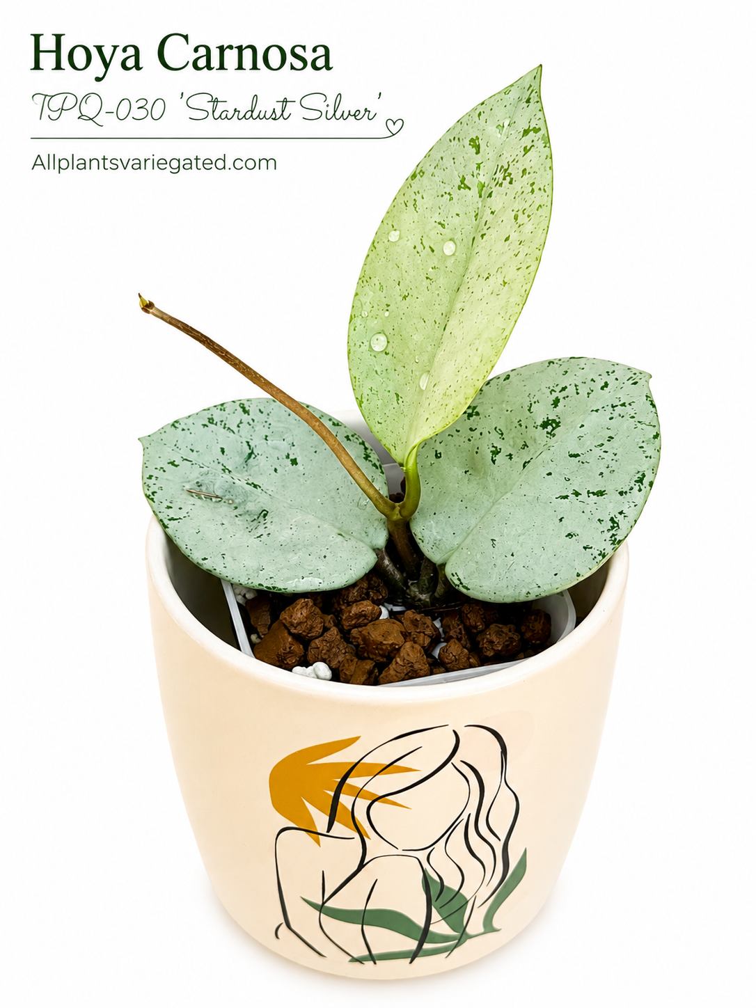 Hoya Carnosa TPQ-030 ‘Stardust Silver’ | Rare Hoya Unrooted Cutting | Rare Rooted Hoya