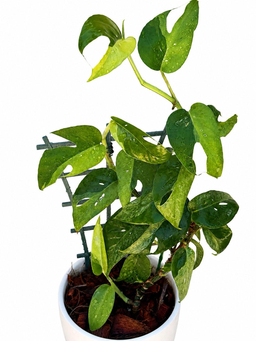 Epipremnum Pinnatum ‘Phuket’ | Variegated Unrooted Cutting