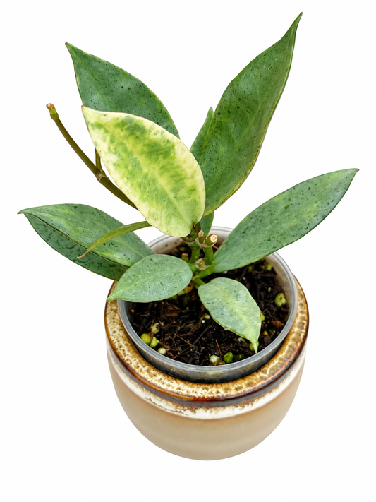 RARE Hoya Winter Pandora