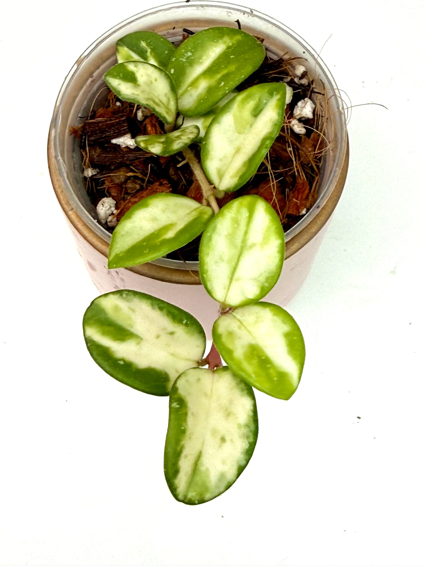 Hoya Mathilde Variegated