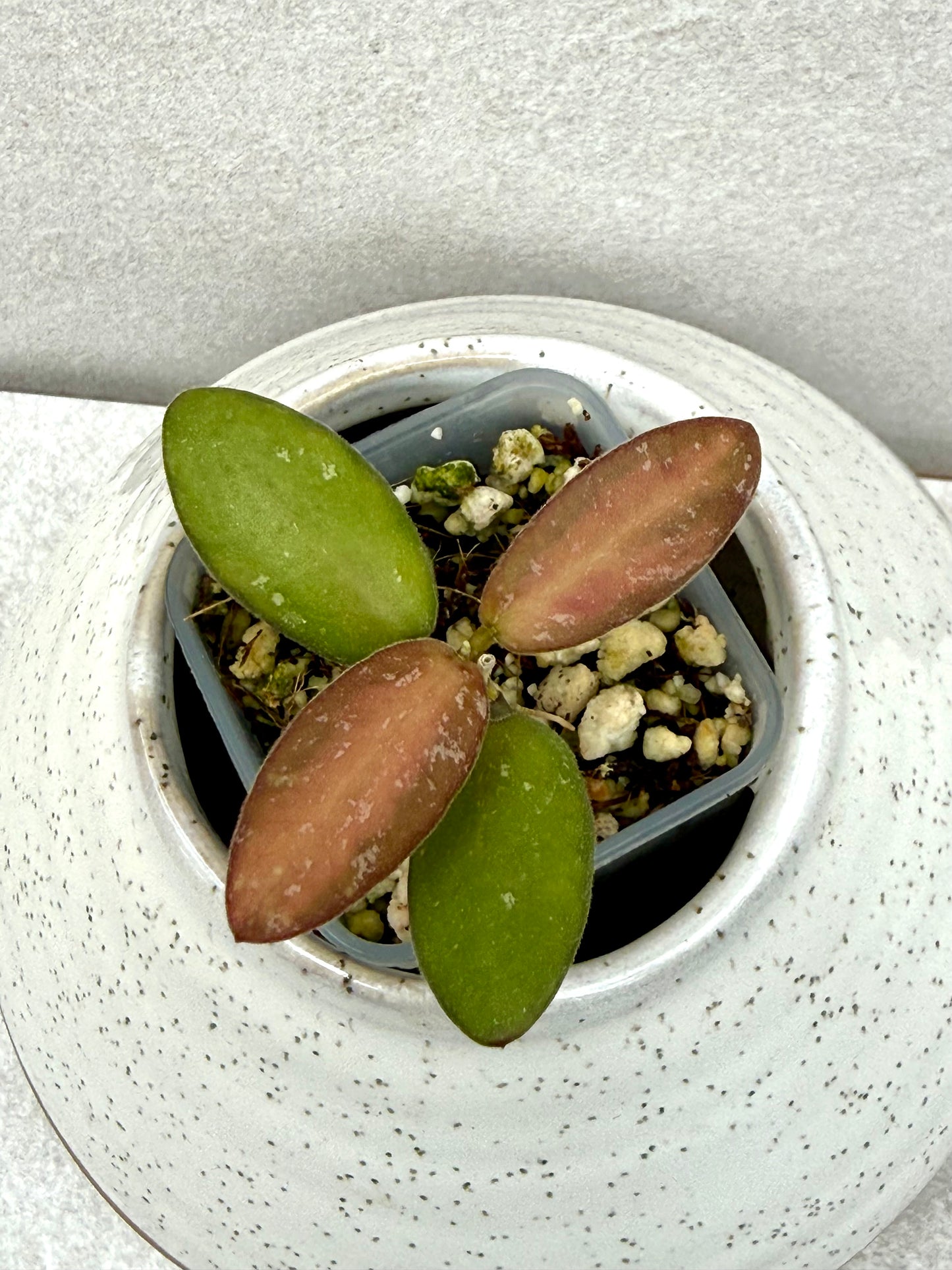 Hoya VL9 variegated
