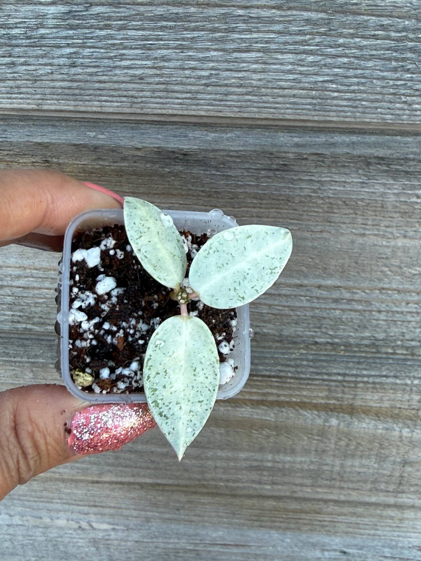 Hoya Winter Pandora