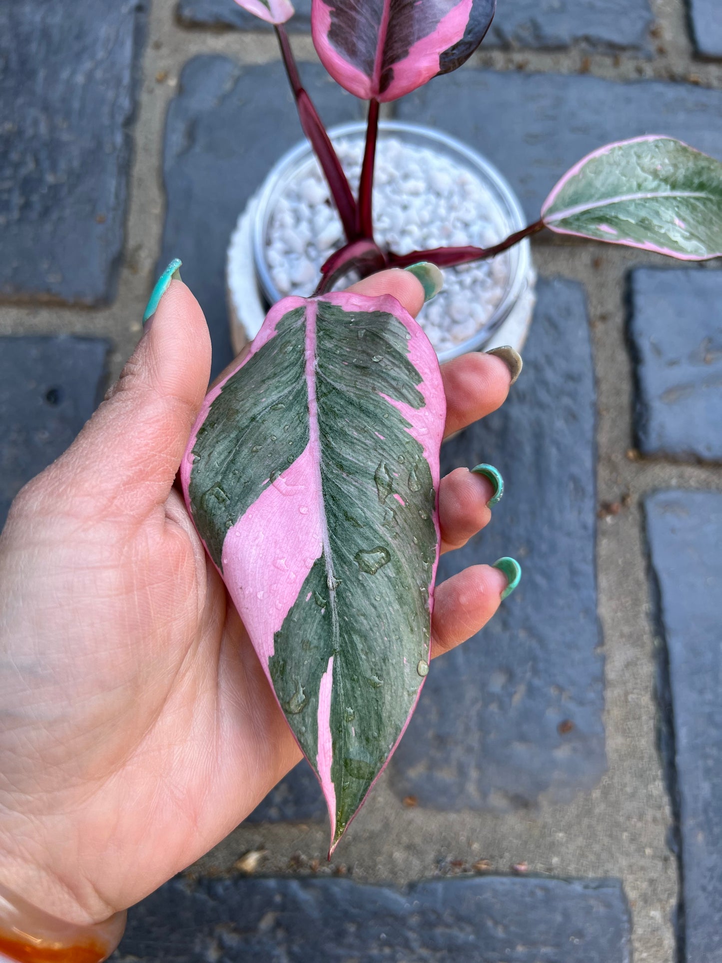 Philodendron Pink Princess Mutation