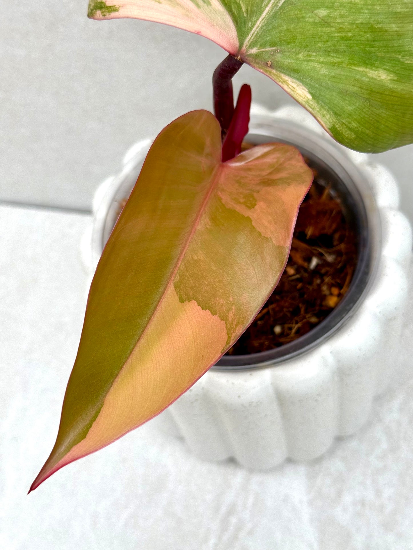 Philodendron Strawberry Shake