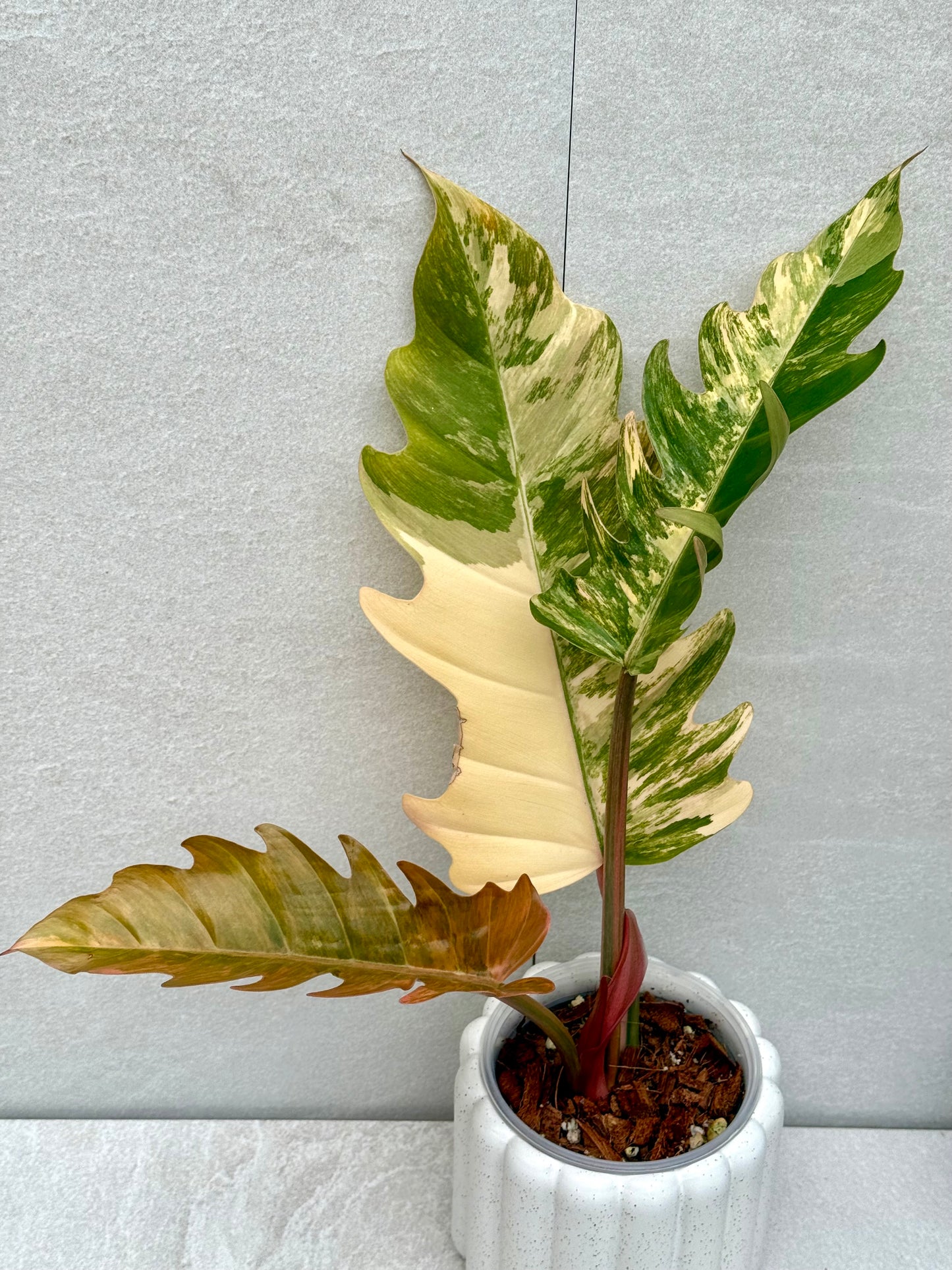 Philodendron Caramel Marble Variegated