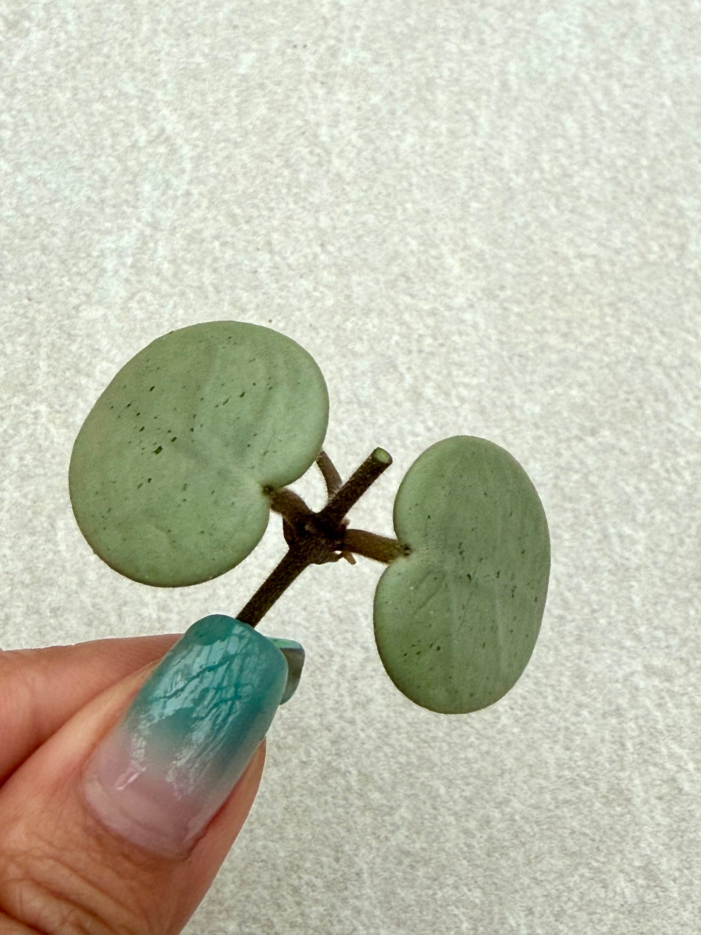 Hoya Grey Fairy unrooted cutting (1 node, 2 leaves - grower’s choice)