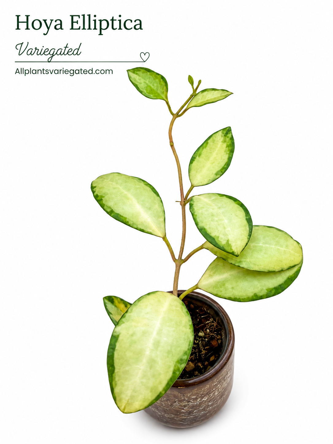 Hoya Elliptica Variegated | Rare Variegated Hoya Cutting