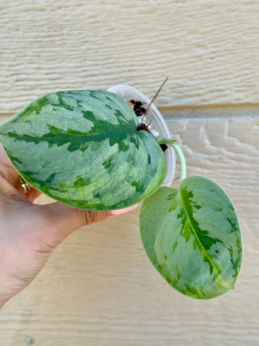 Scindapsus Yupa Variegated