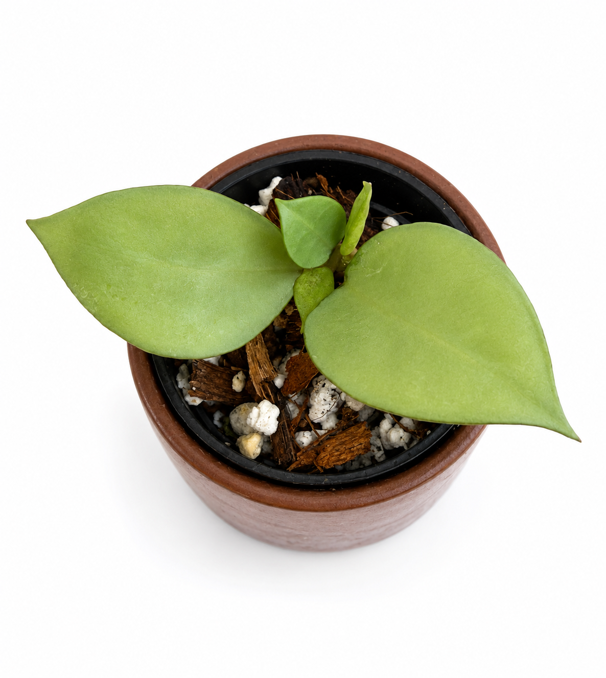 Hoya Kirana Silver | Rooted Hoya
