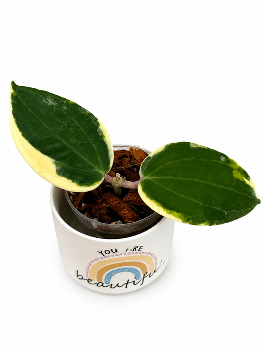 Hoya Latifolia Albo Round Form Variegated