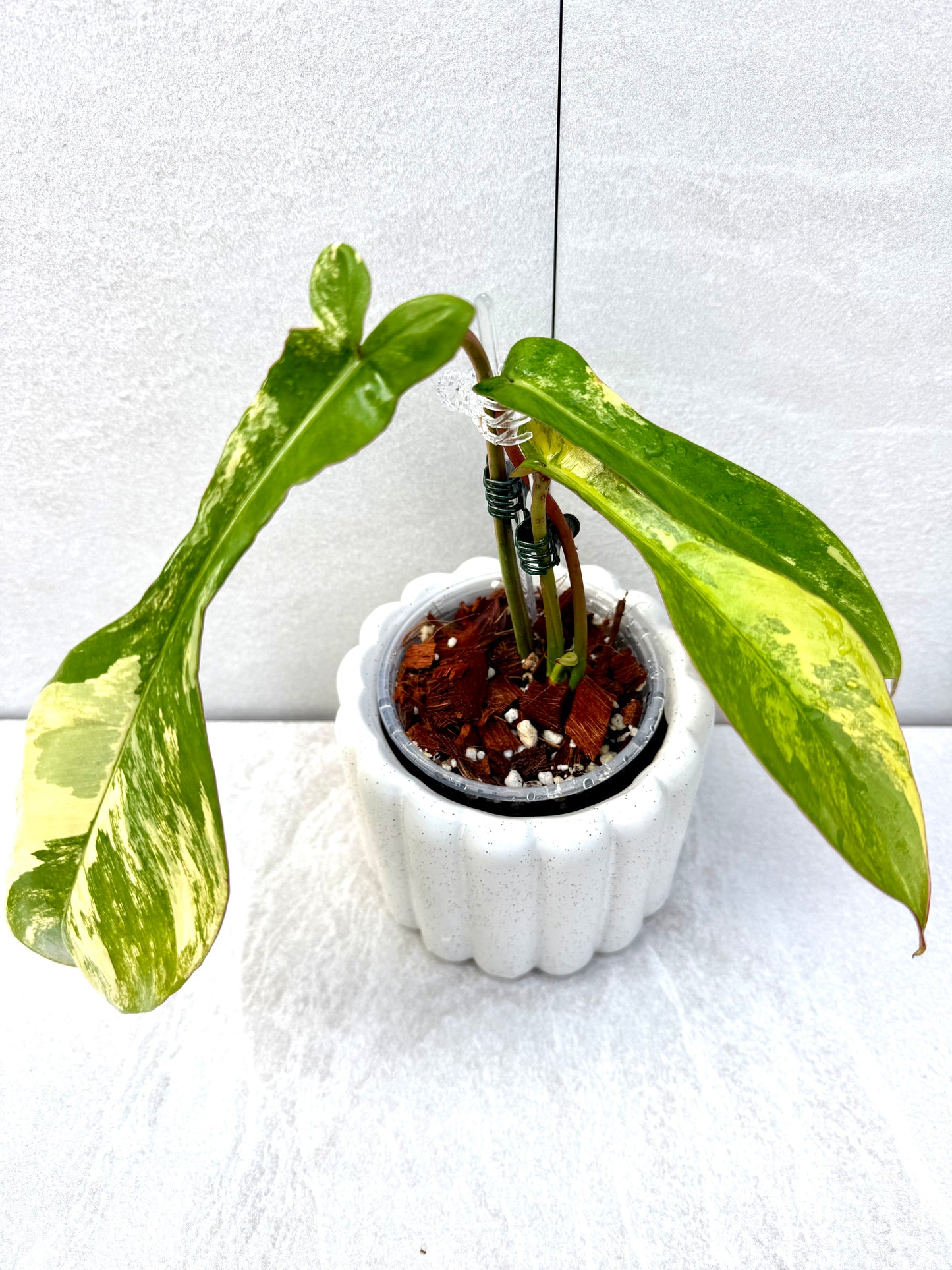 Philodendron Joepii Variegated