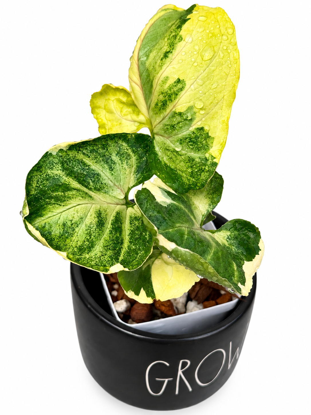 Syngonium Orm Thong/ Mango Allusion Variegated