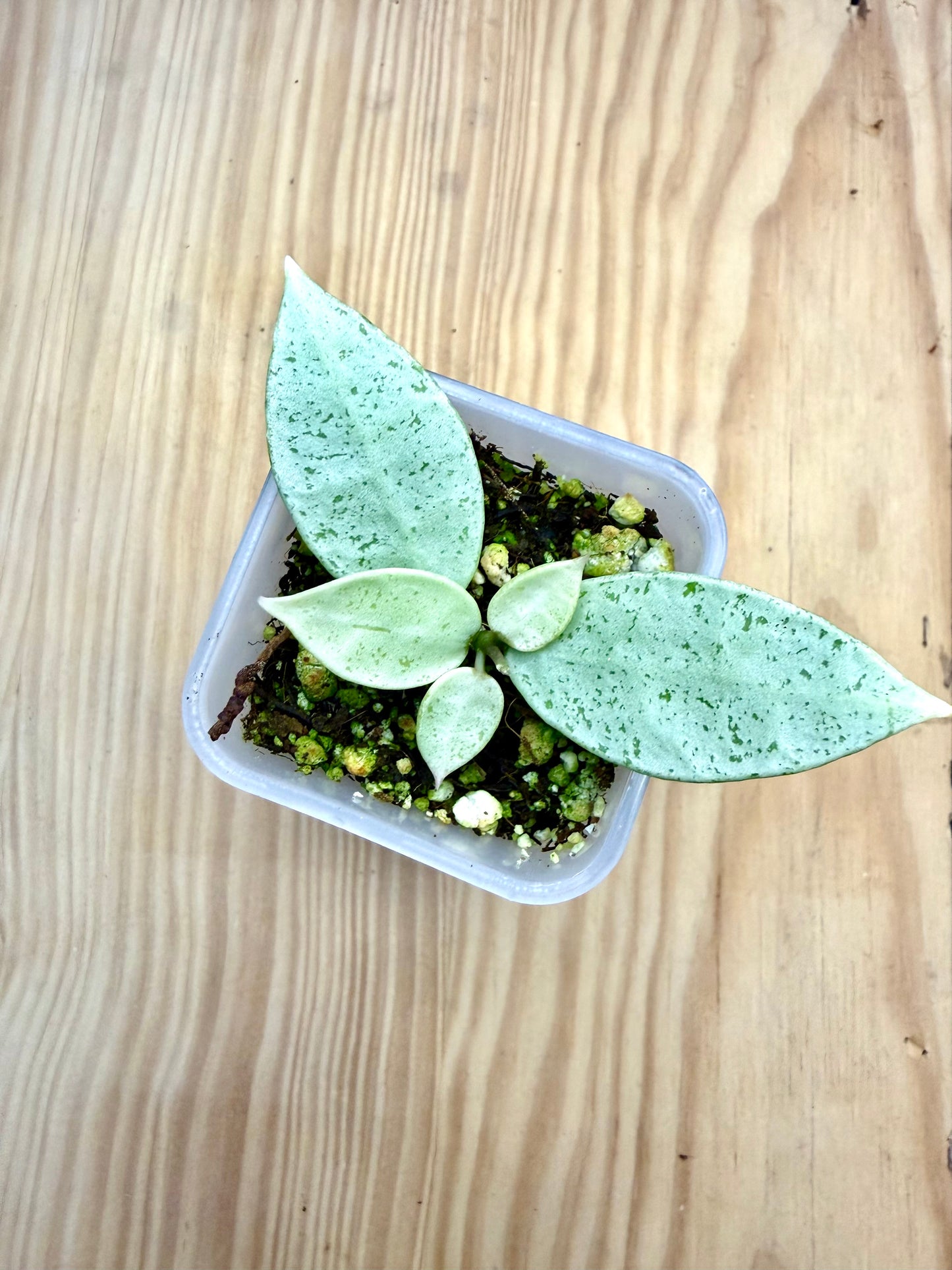 RARE Hoya Winter Pandora