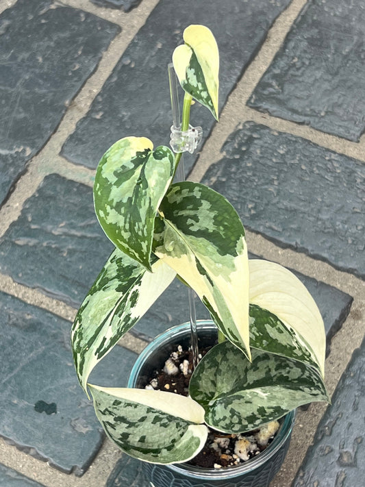 Scindapsus Mayari Variegated