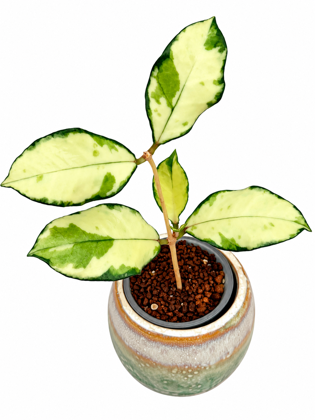 Hoya Crassipetiolata Variegated – Rare Hoya Exact Rooted Plant